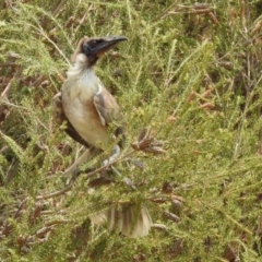 Philemon corniculatus at Bonython, ACT - 3 Jan 2020