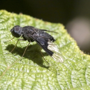 Anthrax sp. (genus) at Acton, ACT - 18 Nov 2019