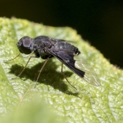 Anthrax sp. (genus) at Acton, ACT - 18 Nov 2019