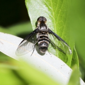 Villa sp. (genus) at Acton, ACT - 18 Nov 2019