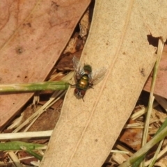 Lucilia cuprina (Australian sheep blowfly) at Stranger Pond - 3 Jan 2020 by RodDeb