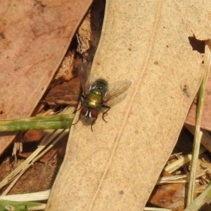 Lucilia cuprina at Bonython, ACT - 3 Jan 2020 11:48 AM