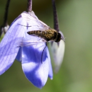 Geron sp. (genus) at Acton, ACT - 18 Nov 2019