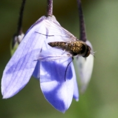 Geron sp. (genus) at Acton, ACT - 18 Nov 2019