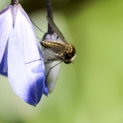 Geron sp. (genus) at Acton, ACT - 18 Nov 2019