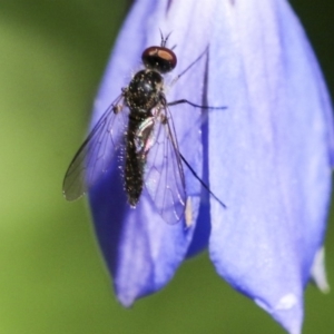 Geron sp. (genus) at Acton, ACT - 18 Nov 2019