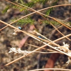 Ischnura heterosticta (Common Bluetail Damselfly) at Bonython, ACT - 3 Jan 2020 by RodDeb