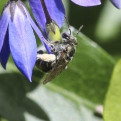 Lipotriches (Austronomia) phanerura (Halictid Bee) at Acton, ACT - 18 Nov 2019 by AlisonMilton