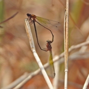 Nososticta solida at Bonython, ACT - 3 Jan 2020