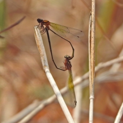 Nososticta solida (Orange Threadtail) at Bonython, ACT - 3 Jan 2020 by RodDeb