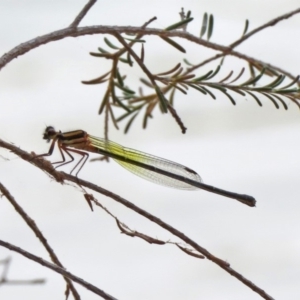 Nososticta solida at Bonython, ACT - 3 Jan 2020