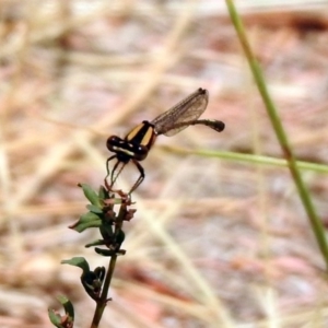 Nososticta solida at Bonython, ACT - 3 Jan 2020