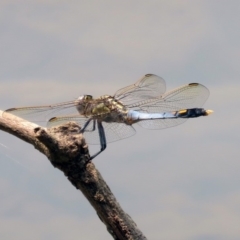 Orthetrum caledonicum (Blue Skimmer) at Stranger Pond - 2 Jan 2020 by RodDeb