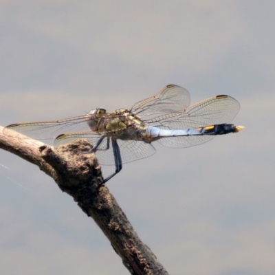 Orthetrum caledonicum (Blue Skimmer) at Stranger Pond - 2 Jan 2020 by RodDeb