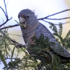 Callocephalon fimbriatum (Gang-gang Cockatoo) at Acton, ACT - 18 Nov 2019 by AlisonMilton