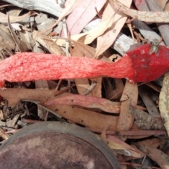 Phallus rubicundus (Phallus rubicundus) at Aranda, ACT - 4 Jan 2008 by JanetRussell