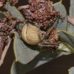 Araneus sp. (genus) (Orb weaver) at Bruce, ACT - 12 Nov 2019 by AlisonMilton