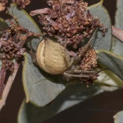 Araneus sp. (genus) (Orb weaver) at Gossan Hill - 11 Nov 2019 by AlisonMilton