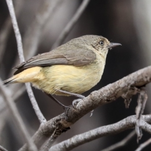 Acanthiza reguloides at Bruce, ACT - 12 Nov 2019 09:37 AM