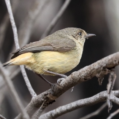 Acanthiza reguloides (Buff-rumped Thornbill) at Gossan Hill - 11 Nov 2019 by Alison Milton