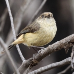 Acanthiza reguloides at Bruce, ACT - 12 Nov 2019 09:37 AM