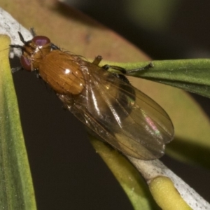 Sapromyza sp. (genus) at Bruce, ACT - 12 Nov 2019