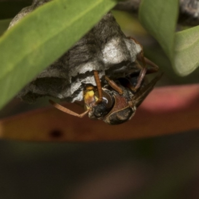 Polistes (Polistella) humilis (Common Paper Wasp) at Bruce, ACT - 12 Nov 2019 by AlisonMilton