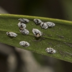 Unidentified Scale insect & mealybug (Hemiptera, Coccoidea) at Bruce Ponds - 12 Nov 2019 by AlisonMilton