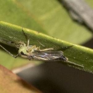 Chironomidae (family) at Bruce, ACT - 12 Nov 2019