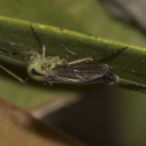 Chironomidae (family) at Bruce, ACT - 12 Nov 2019 11:32 AM