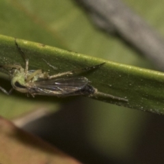 Chironomidae (family) at Bruce, ACT - 12 Nov 2019 11:32 AM