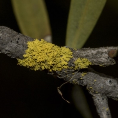 Xanthoria sp. (A lichen) at Bruce, ACT - 12 Nov 2019 by Alison Milton