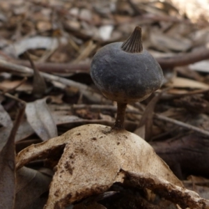 Geastrum tenuipes at Aranda, ACT - 23 Nov 2011