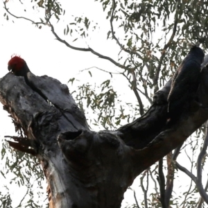 Callocephalon fimbriatum at Acton, ACT - suppressed