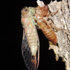 Galanga labeculata (Double-spotted cicada) at Conder, ACT - 11 Dec 2019 by michaelb