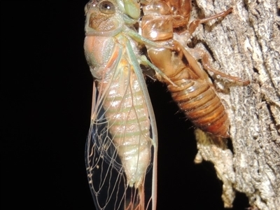 Galanga labeculata (Double-spotted cicada) at Conder, ACT - 11 Dec 2019 by MichaelBedingfield