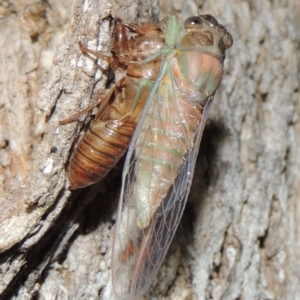 Galanga labeculata at Conder, ACT - 11 Dec 2019 12:51 AM