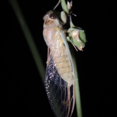 Galanga labeculata at Conder, ACT - 11 Dec 2019 12:51 AM