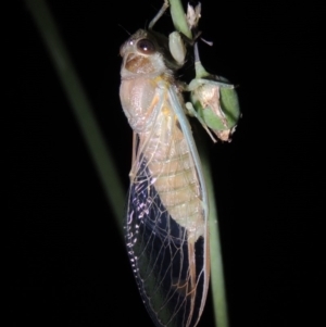 Galanga labeculata at Conder, ACT - 11 Dec 2019 12:51 AM