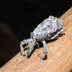 Orthorhinus cylindrirostris (Elephant Weevil) at Conder, ACT - 20 Nov 2019 by MichaelBedingfield