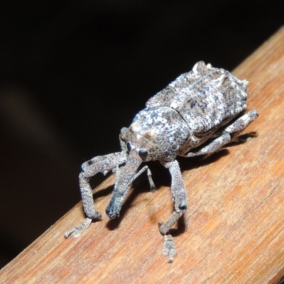 Orthorhinus cylindrirostris (Elephant Weevil) at Conder, ACT - 20 Nov 2019 by michaelb