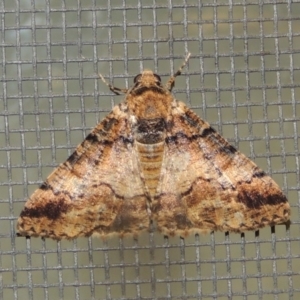 Cryphaea xylina at Conder, ACT - 20 Nov 2019 11:26 PM