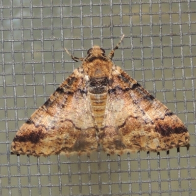 Cryphaea xylina (Woodland Geometrid) at Pollinator-friendly garden Conder - 20 Nov 2019 by michaelb