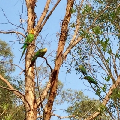 Polytelis swainsonii (Superb Parrot) at Watson, ACT - 4 Jan 2020 by mtchl