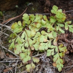 Cheilanthes austrotenuifolia (Rock Fern) at Mount Majura - 30 Mar 2014 by AaronClausen