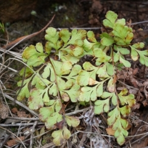 Cheilanthes austrotenuifolia at Hackett, ACT - 30 Mar 2014