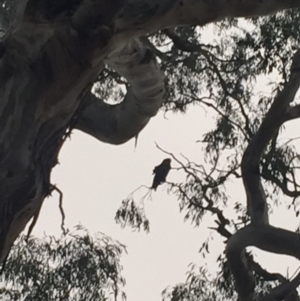 Callocephalon fimbriatum at Garran, ACT - suppressed