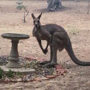 Macropus giganteus at Garran, ACT - 2 Jan 2020