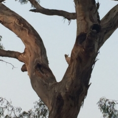 Cacatua galerita (Sulphur-crested Cockatoo) at Federal Golf Course - 3 Jan 2020 by Flutteringsparrow2
