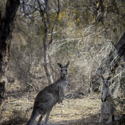 Macropus giganteus (Eastern Grey Kangaroo) at Tuggeranong Hill - 3 Jan 2020 by LadDownUnder